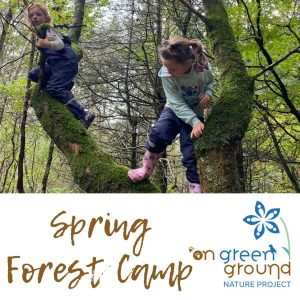 Spring Forest Camp